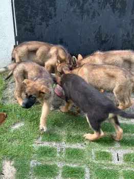 Cachorros pastor aleman