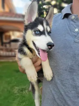 Cachorros huskies husky siberiano puppies