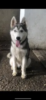 Se vende husky siberiano