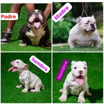 American bully hembra   en santo domingo norte