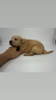 Golden retriever cachorros