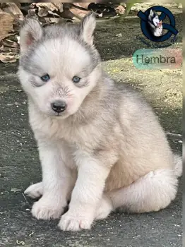 Husky siberiano hembra