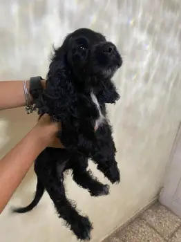 Cachorro cocker spaniel inglés  en santo domingo dn