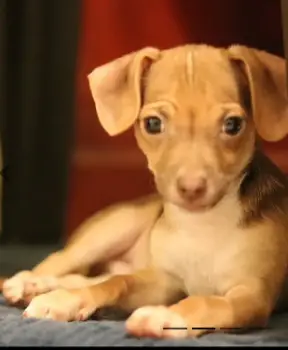 Busco un hogar lleno de amor para coco un adorable chihuahua cabeza de