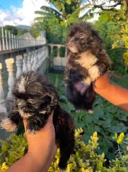 Cachorros shih poo hembra