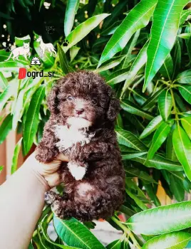 Poodle toy ambos sexos