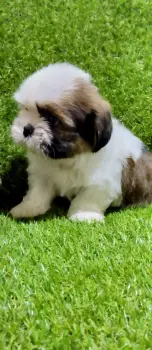 Oferta cachorro shih tzu ambos sexo en santo domingo y vacunado