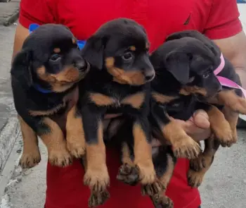 Oferta cachorro rotweiler ambos sexo en santo domingo vacuna