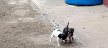 Hermos cachorros hembra y macho en santo domingo dn