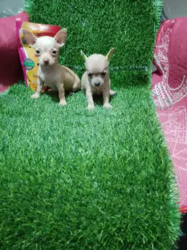 Oferta cachorro chihuahua ambos sexo en santo domingo con su vacuna al