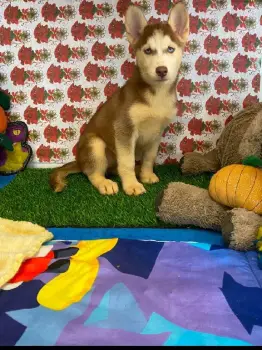 Oferta cachorro husky ambos sexo santo domingo y vacunado