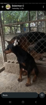 Cachorros doberman