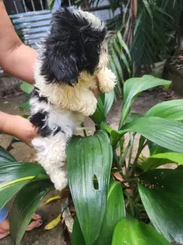 Oferta cachorro shih tzu ambos sexo en santo domingo y vacunado