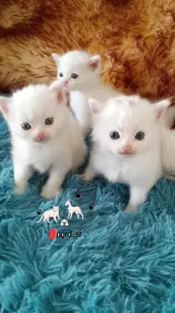 Gatos angora turcos ambos sexos