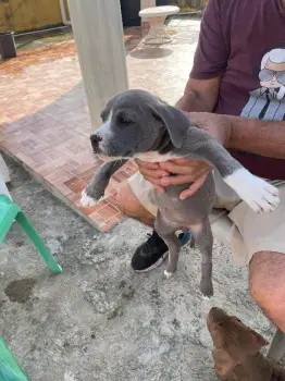 Oferta cachorro pitbull ambos sexo en santo domingo y vacuna