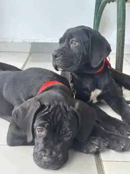 Cane corso con pedigree internacional