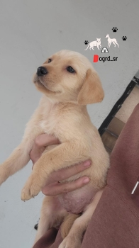 Labrador ambos sexos