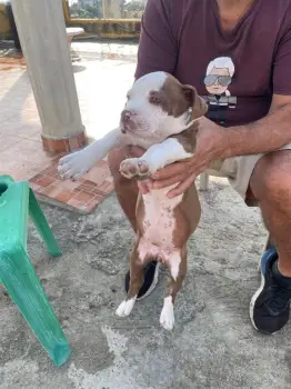 Oferta cachorro pitbull ambos sexo en santo domingo y vacuna