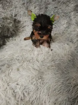 Oferta cachorro yorkie hembra en santo domingo y vacuna al dia