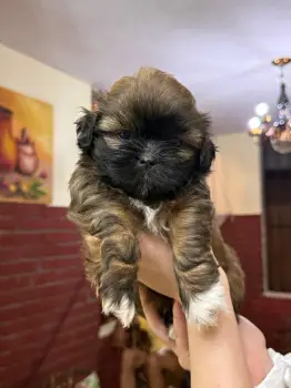 Oferta cachorro shipoo ambos sexo en santo domingo vacunados