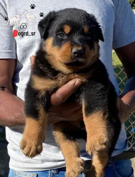 Rottweiler ambos sexos