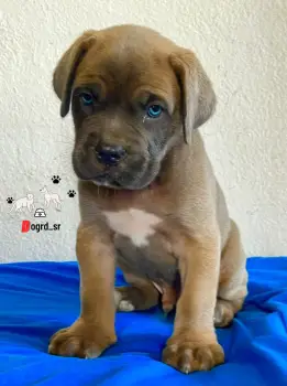 Cane corso con pedigree ambos sexos