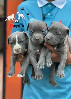 Pitbull blue ambos sexos