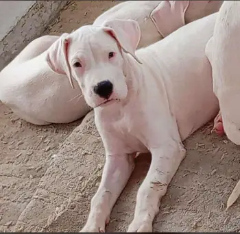 Cachorros dogo argentino 5 meses