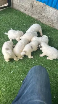 Cachorros de gigantes de los pirineos