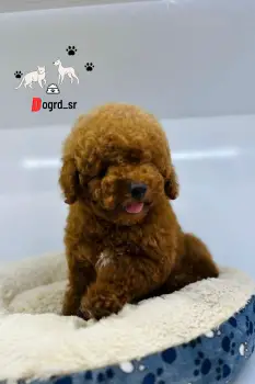 Poodle mini macho importado