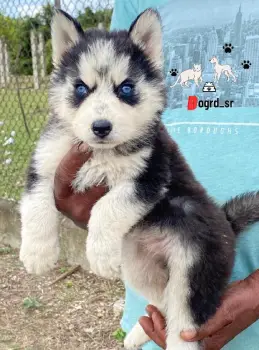 Husky siberiano ambos sexos