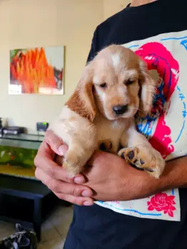 Oferta cachorro cocker spaniel macho en santo domingo vacuna