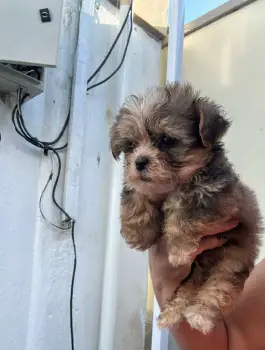 Oferta cachorro shipoo macho en santo domingo y todo al dia