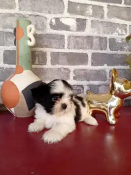 Oferta cachorro shih tzu hembra en santo domingo y vacuna al dia