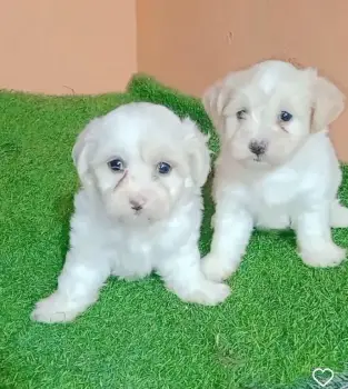 Oferta cachorro maltipoo macho en santo domingo con su vacunas