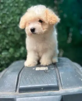 Oferta cachorro maltipoo ambos sexo en santo domingo vacunados