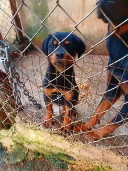 Cachorros rottweiller de venta