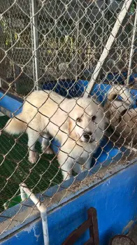 Cachorros gigantes de los pirineos