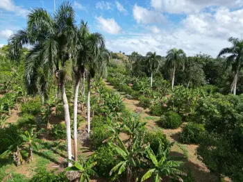 Vendo finca en bayaguana con título y sembrada. lee la descripción