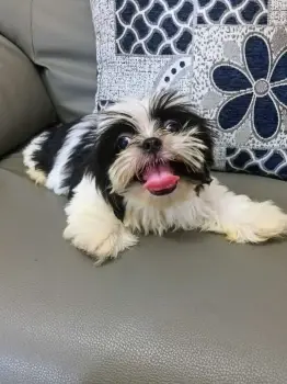 Oferta cachorro shih tzu macho en snato domingo y vacuna al dia