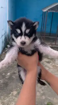 Oferta cachorro husky wooly ambos sexo en santo domingo y vacuna al di