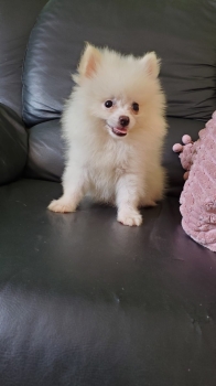 Oferta cachorro pomerania macho en santo domingo con su vacunas al dia