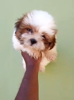 Oferta cachorro shih tzu hembra en santo domingo y vacuna al dia