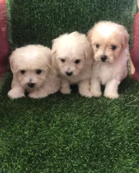 Oferta cachorro maltipoo macho en santo domingo con su vacunas