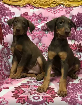 Oferta cachorro doberman ambos sexo en santo domingo vacunados