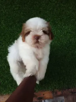 Oferta cachorro shih tzu macho en snato domingo y vacuna al dia