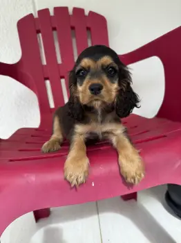 Oferta hermosa cachorra cocker spaniel hembra ubicada en santo domingo