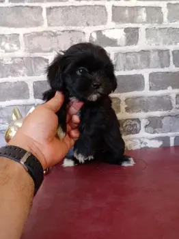 Oferta cachorro shipoo macho en santo domingo y todo al dia