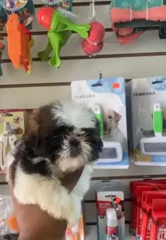 Oferta cachorro shih tzu hembra en santo domingo y vacuna al dia