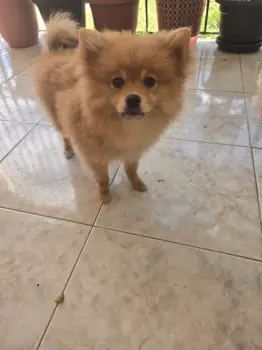 Oferta cachorro pomerania hembra en santo domingo y vacuna al dia